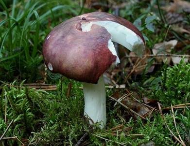 Schwarzroter Speitäubling, Foto 4