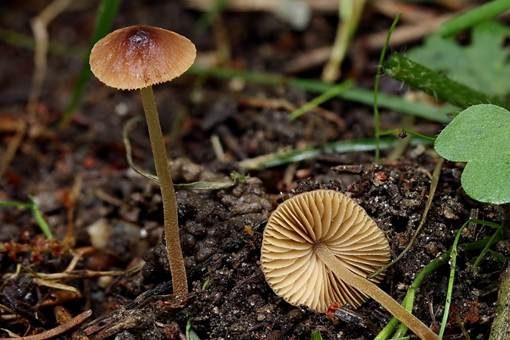 Schwarzscheibiges Samthäubchen, Foto 2