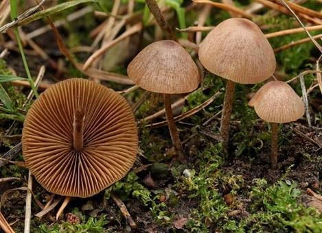 Schwarzscheibiges Samthäubchen, Foto 3