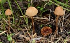 Schwarzscheibiges Samthäubchen, Foto 4