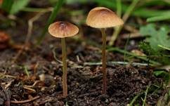Schwarzscheibiges Samthäubchen, Foto 5