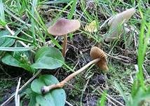 Schwarzscheibiges Samthäubchen, Foto 6