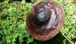 Schwarzschneidiger Dachpilz, Foto 12
