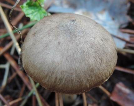 Schwarzschneidiger Ritterling, Foto 3