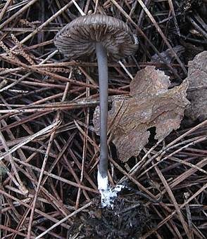 Schwarzschneidiger Rötling, Foto 3