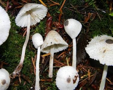 Schwarzschuppiger Faltenschirmling, Foto 2