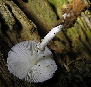 Schwarzschuppiger Faltenschirmling, Foto 4