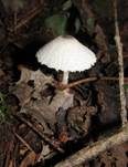 Schwarzschuppiger Faltenschirmling, Foto 7