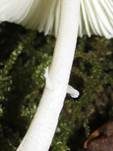 Schwarzschuppiger Faltenschirmling, Foto 9