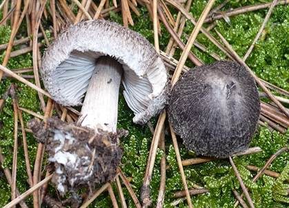 Schwarzschuppiger Erdritterling, Foto 2