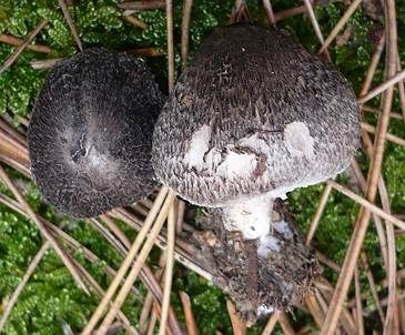 Schwarzschuppiger Erdritterling, Foto 3