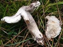 Schwarzschuppiger Erdritterling, Foto 6
