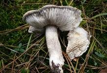 Schwarzschuppiger Erdritterling, Foto 7
