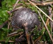 Schwarzschuppiger Erdritterling, Foto 8