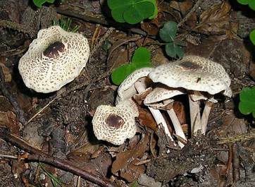 Schwarzschuppiger Schirmling, Foto 2