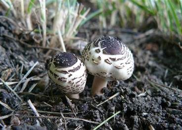 Schwarzschuppiger Schirmling, Foto 4