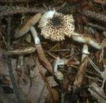 Schwarzschuppiger Schirmling, Foto 5