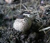 Schwarzschuppiger Schirmling, Foto 8
