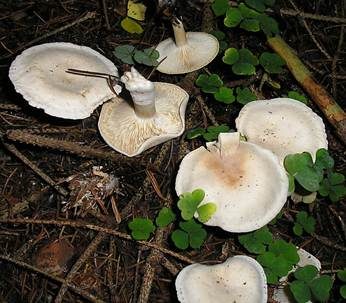 Bleiweißer Firnistrichterling, Foto 2