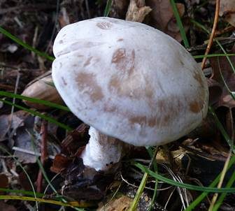 Bleiweißer Firnistrichterling, Foto 3