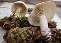 Bleiweißer Firnistrichterling, Foto 20