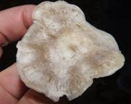 Bleiweißer Firnistrichterling, Foto 25