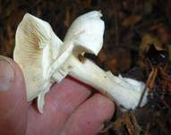 Bleiweißer Firnistrichterling, Foto 26