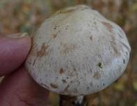 Bleiweißer Firnistrichterling, Foto 27