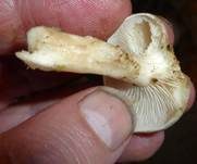 Bleiweißer Firnistrichterling, Foto 30