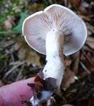Bleiweißer Firnistrichterling, Foto 31