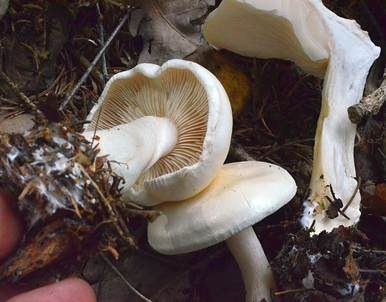 Bleiweißer Firnistrichterling, Foto 5
