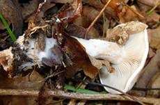 Bleiweißer Firnistrichterling, Foto 33
