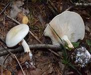 Bleiweißer Firnistrichterling, Foto 34