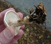 Bleiweißer Firnistrichterling, Foto 36