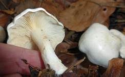 Bleiweißer Firnistrichterling, Foto 39