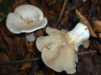 Bleiweißer Firnistrichterling, Foto 41