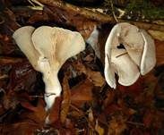Bleiweißer Firnistrichterling, Foto 43