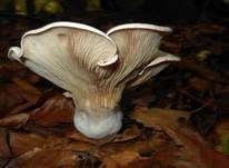 Bleiweißer Firnistrichterling, Foto 44
