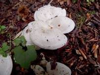 Bleiweißer Firnistrichterling, Foto 47