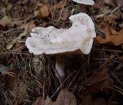 Bleiweißer Firnistrichterling, Foto 49