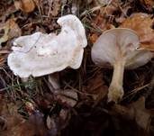 Bleiweißer Firnistrichterling, Foto 50