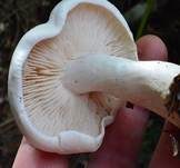 Bleiweißer Firnistrichterling, Foto 7
