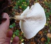Bleiweißer Firnistrichterling, Foto 52