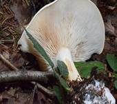 Bleiweißer Firnistrichterling, Foto 53