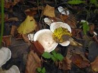 Bleiweißer Firnistrichterling, Foto 54