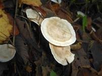 Bleiweißer Firnistrichterling, Foto 55