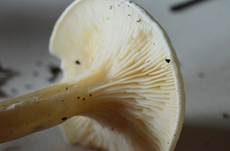 Bleiweißer Firnistrichterling, Foto 60