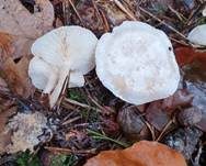 Bleiweißer Firnistrichterling, Foto 62