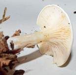Bleiweißer Firnistrichterling, Foto 9