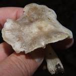 Bleiweißer Firnistrichterling, Foto 11